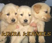 Golden retriever puppies for sale philippines sulit