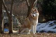 Husky male available for stud