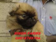 Pekignese pups for sale.Import champion Parentage.kci papers.