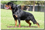 Sukerchakia Rottweilers