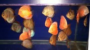 Different Strain Big+Medium size 34 nos. Discus + 2 Tanks + Mopany