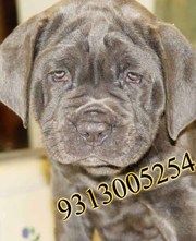 Show  quality  NEOPOLITIAN MASTIFF  Pups..