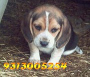 BEAGLE  pups  @  9313005254....