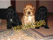 COCKER SPANIEL AMERICAN  PUPS FOR  SALE IN  CHATTISGARH.....