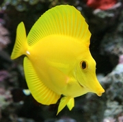 Marine aquarium fish for sale in wholesale and retails price 