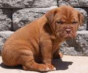 DOGUE DE BORBEAUX  EXCELLENT QUALITY PUPPIES FOR SALE @ 9999865594