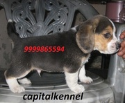 BEAGLE EXCELLENT QUALITY PUPPIE FOR SALE @ 9999865594