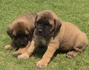 BULL MASTIFF PUPPIES @ CAPITALKENNEL  9999865594.