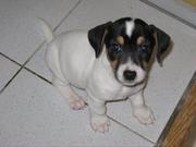 JACK RUSSEL TERRIER PUPPIES @ CAPITALKENNEL