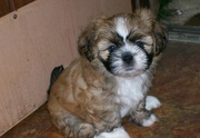 LHASA APSO PUPPIES @ CAPITALKENNEL