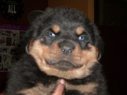 ROTTWELLER PUPPIES @ CAPITLAKENNEL