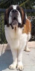 High standard St. Bernard ( Show breed ) puppies & adult dog for sale