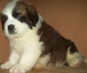 ST.BERNARD PUPPIES @ CAPITALKENNEL 8376988112.