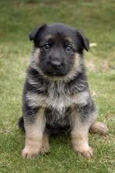 German Shepherd PUPPIES FOR SAIL.....9645380002 