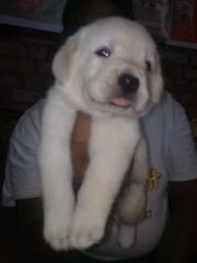 labrador puppy for sale @ sanatorium.