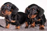 socialised dachshund pup for sael- sanatorium