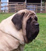 ENGLISH MASTIFF PUPS FOR SALE IN TESTIFY KENNEL