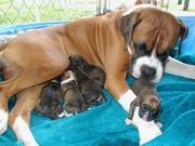 brindle colour boxer pup for sale - 22386566