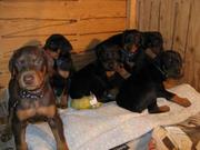 Amacing Wonderful  doberman pup for sale - 94444 07122