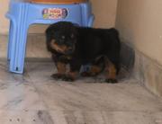 Box Face Rott Pup For Sale - Sanatorium