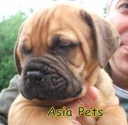 BULLMUSTIFF  Puppies  For Sale  ® 9911293906  