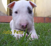 BULLTERRIER Puppies  For Sale  ® 9911293906 