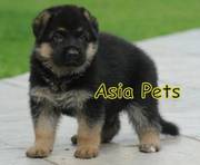 German Shepherd    Puppies  For Sale  ® 9911293906 