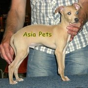 GREYHOUND   Puppies  For Sale  ® 9911293906 