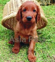 IRISH SETTER Puppies  For Sale  ® 9911293906 