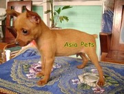 MINIATURE PINSCHER  Puppies  For Sale  ® 9911293906 