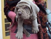 NEAPOLITAN MUSTIFF  Puppies  For Sale  ® 9911293906 