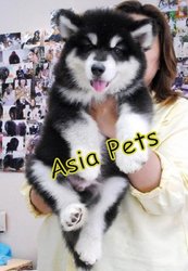 ALASKAN MALAMUTE Puppies  For Sale  ® 9911293906