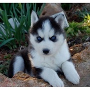 SIBERIAN HUSKY PUPPIES FOR SALE  @ ANSHUKENNEL