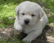 LABRADOR RETRIEVER  PUPPIES FOR SALE  @ ANSHUKENNEL