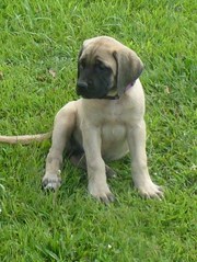 ENGLISH MASTIFF  PUPPIES FOR SALE  @ ANSHUKENNEL