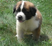 SAINT BERNARD  PUPPIES FOR SALE  @ ANSHUKENNEL