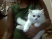 PERSIAN CAT FOR SALE