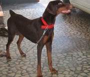 Dober man for sale