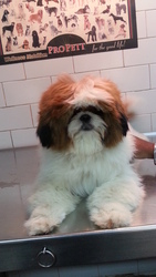 excellent quality ShihTzu for sale