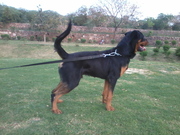 stud service rottweiler male dog 