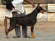 DOBERMAN PUPPIES FOR SALE