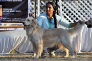 show quality golden retriver puppies in assam