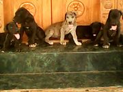 GREAT DANE PUPPIES FOR SALE