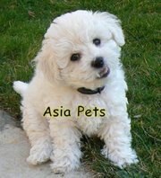 BICHON FRISE PUPPIES FOR SALE ARYAN KENNEL - 9555944924