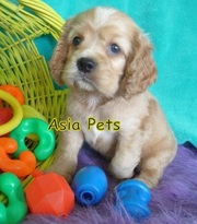 Cocker Spaniel PUPPIES FOR SALE In Bihar