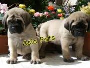 English MASTIFF PUPPIES FOR SALE ARYAN KENNEL - 9555944924