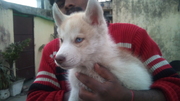 show quality husky pups for sale