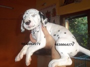 EXCELLENT QUALITY  DALMATIAN PUPPIES