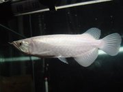 I want interest snow platinum arowana. 