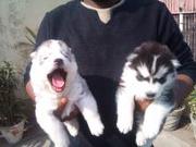 Import Quality Siberian Husky for Sale